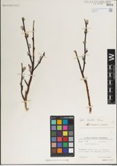 Foto von Salix karelinii Turcz. ex Stschegl.